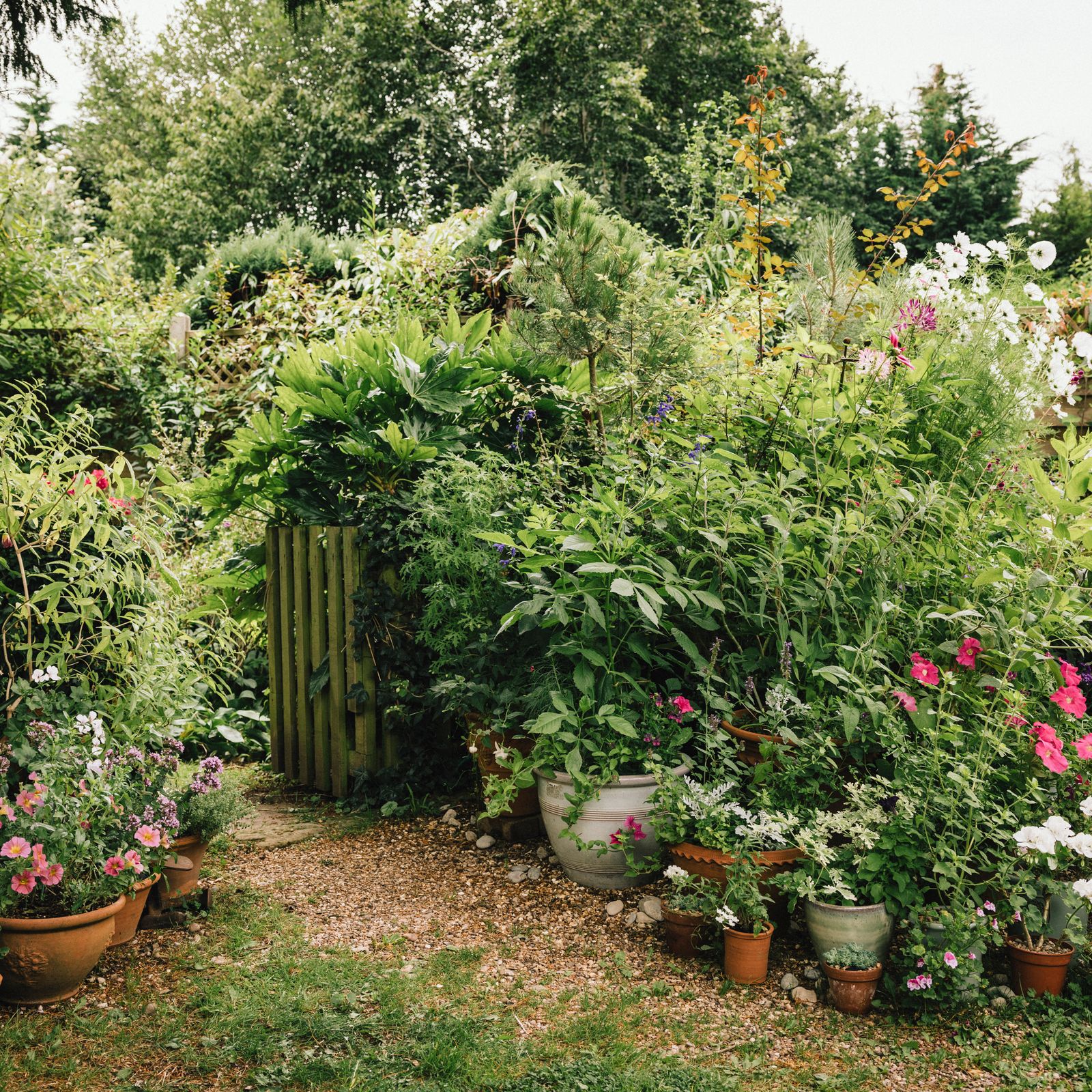 14 reasons to start a container garden