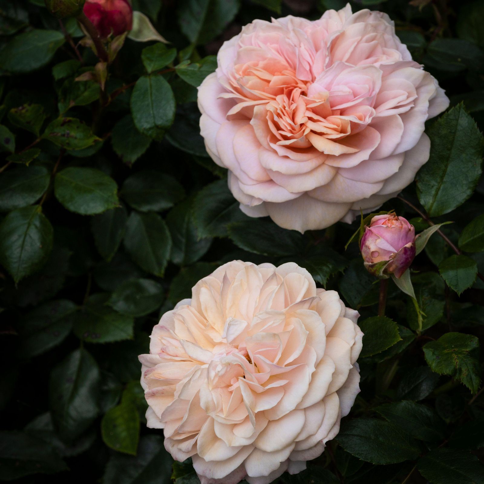 How to grow roses in planters and pots