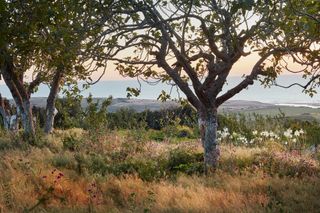 Umberto Pasti is so passionate about preserving the native flora of northern Morocco he has created a garden on a stony...