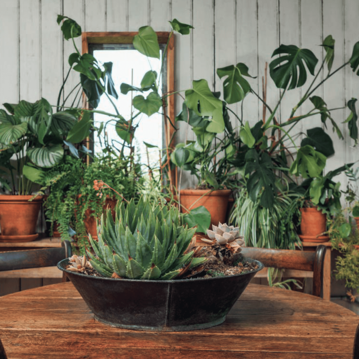 Monty Don on gardening without a garden